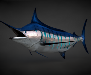 Blue Stripped Marlin