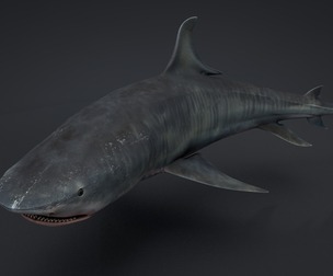 Tiger Shark