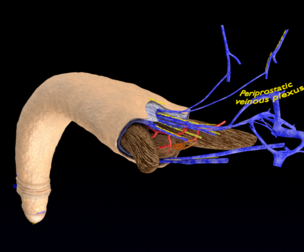 Penis anatomy histology layers cut section