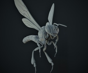 Tetragonisca angustula Anatomic model