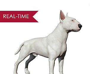 Bull Terrier Real-Time
