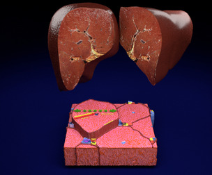 liver lobule histology animated