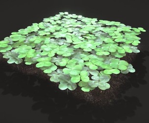 Four Leaf Clover Patch