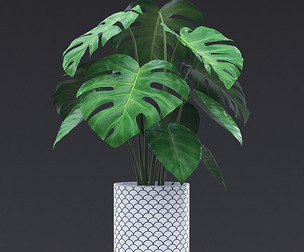 Cheese Plant I