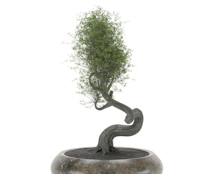 BONSAI
