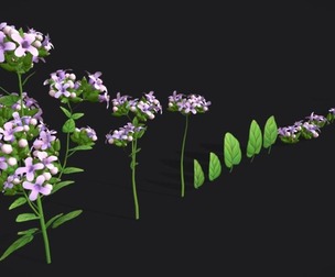 Marjoram stylized plant Low-poly 3D model
