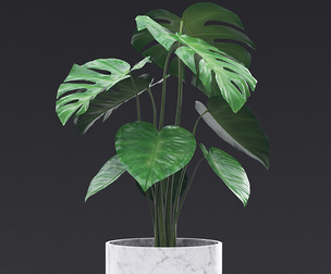 Cheese Plant II