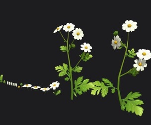 Feverfew stylized plant