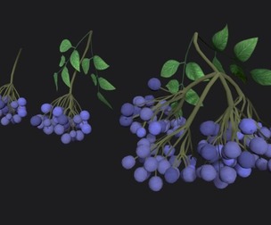 Elderberry sprig stylized plant