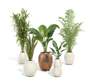 Indoor Plant Set 01