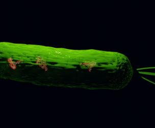 Bacteria With Dna Helix Detailed