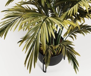 Areca Palm Indoor-Set002