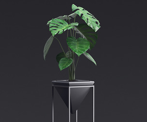 Cheese Plant III