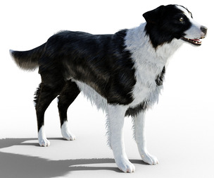 Border Collie Dog Fur And Rigged