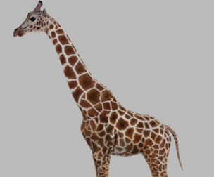 Giraffe Rigged Low Poly