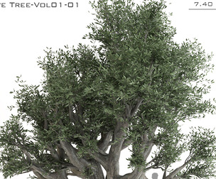 Olive Tree-A.Rstudio-Vol 01