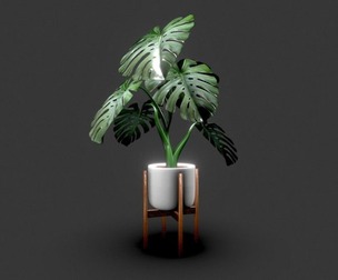 Monstera deliciosa