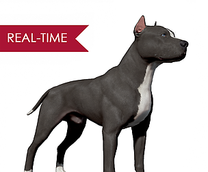 Pitbull Real-Time
