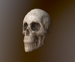 Human Skull Low Poly Low-poly
