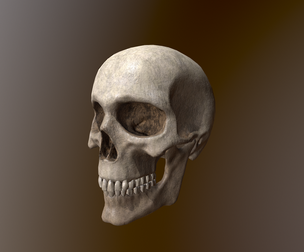 Human Skull Low Poly 3D model Low-poly 3D model