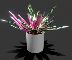 Calathea triostar
