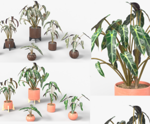 Alocasia mortfontanensis Plants Vol 04
