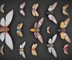 15 Scanned Cicada's