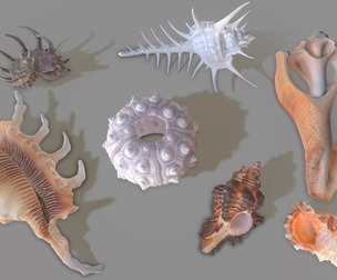 7 Sea Shell Collection