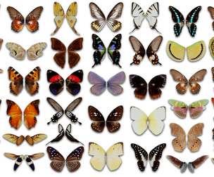 39 Butterfly and Insect Wings
