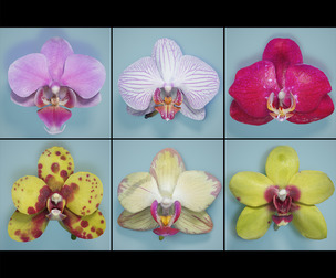 6 Orchid Flowers