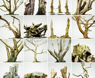 16 Tree Collection 1