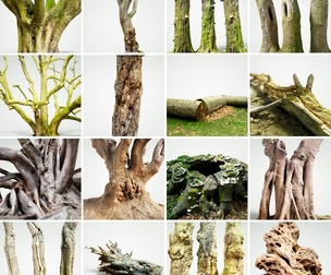 16 Tree Collection 2