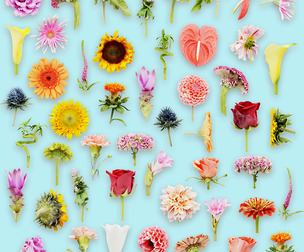 25 Flowers