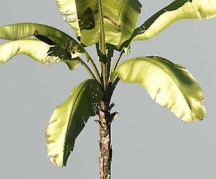 Realistic Banana Tree STOCK LIMITED Promo -80%