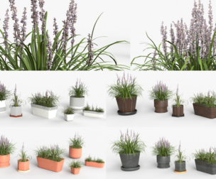 Collection of Liriope grass Plants Vol 05