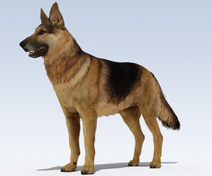 German Shepherd Dog Rig