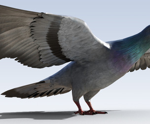 Pigeon Bird Rigged