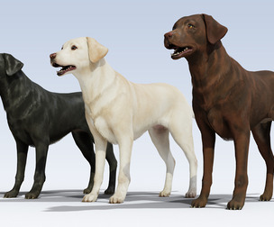Labrador Retriever pack Rigged