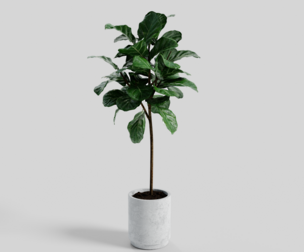 Ficus Lyrata
