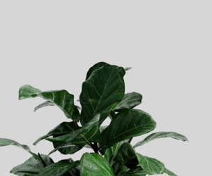 Ficus Lyrata