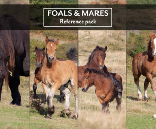 Reference pack: Foals & mares