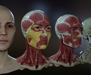 Highly detailed female head base mesh and écorché