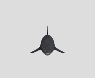 Megalodon