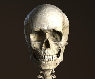 Human Anatomy Male Skeleton