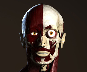 Human Anatomy Model (Male)