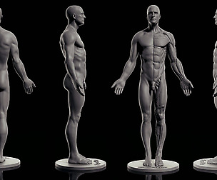 Male Anatomy