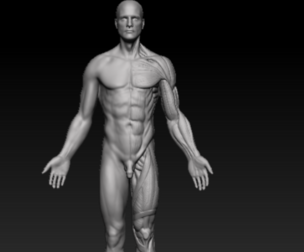 anatomy refrence