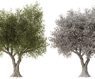 Olive Tree Set3
