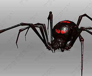 Spider