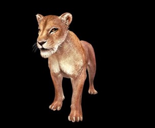 LIONESS